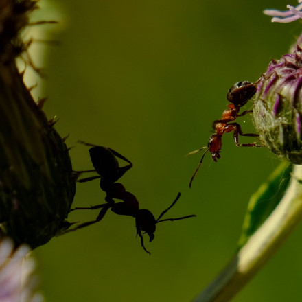 Τετραμελής παρέα προσπάθησε να εξάγει λαθραία χιλιάδες μυρμήγκια και βρήκε τον μπελά της
