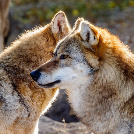 «Αιχμαλωσία λύκων στην Πάρνηθα με «πράσινο φως» εισαγγελέα – Τι απαντά η Εισαγγελία στον σάλο