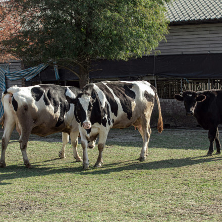 Μαύρες μνήμες «ξυπνούν» στη Βρετανία: Κρούσμα των «τρελών αγελάδων» εντοπίστηκε στο Έσεξ