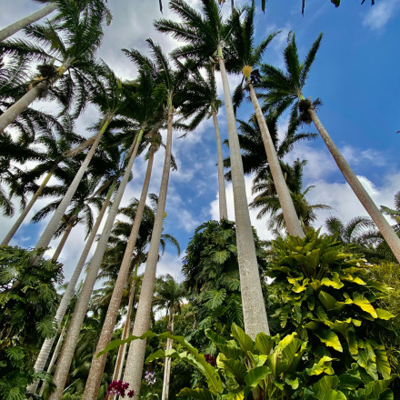 SOS για τα τροπικά δάση: «Πρωτοφανής καταστροφή» λένε οι επιστήμονες για το αρνητικό ρεκόρ