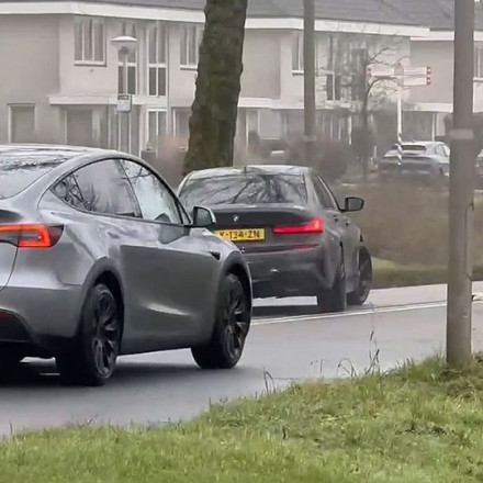 Κύκνοι με... ορμές: Ερωτοτροπούν στη μέση του δρόμου και προκαλούν κυκλοφοριακό «κομφούζιο»