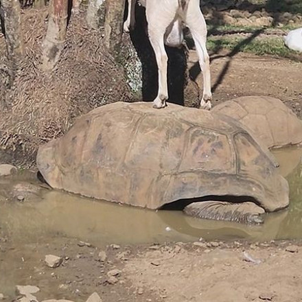 Το βίντεο της ημέρας: Χελώνα έγινε... σκαμνάκι για χάρη πεινασμένης κατσίκας