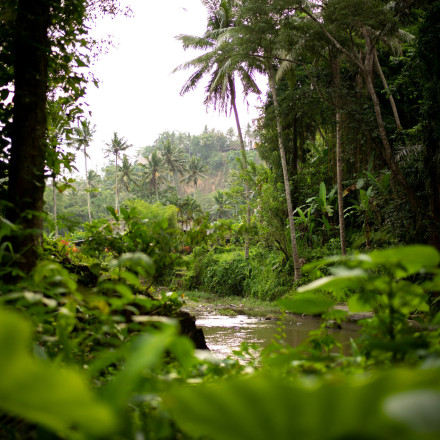 Γαλλία: Κατασκευάζει φυλακή υψίστης ασφαλείας στη ζούγκλα του Αμαζονίου - Ο λόγος