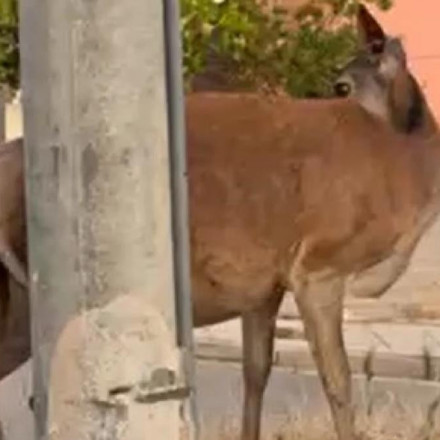 Πάρνηθα: Ελαφίνα έχασε το νεογνό στη γέννα - Σώθηκε τη τελευταία στιγμή με παρέμβαση των κατοίκων