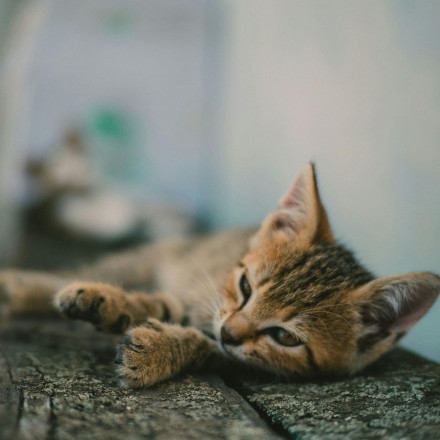 Οι γάτες μπορούν να ξεχωρίσουν τον ιδιοκτήτη τους από… «χιλιόμετρα»