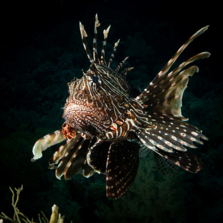 Το τρομακτικό ψάρι που ήρθε στον Παγασητικό από τις τροπικές θάλασσες - «Έχει δηλητήριο»