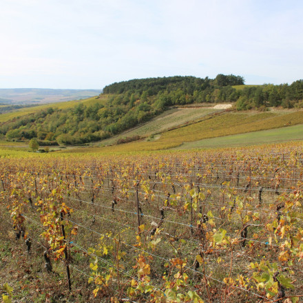 Θα πούμε «αντίο» στο γαλλικό κρασί – Ξεριζώνουν 275.000 στρέμματα με αμπέλια λόγω ξηρασίας