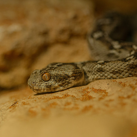 Αυτά είναι τα δηλητηριώδη φίδια της Ελλάδας  - Σε ποιες περιοχές μπορεί να τα συναντήσετε