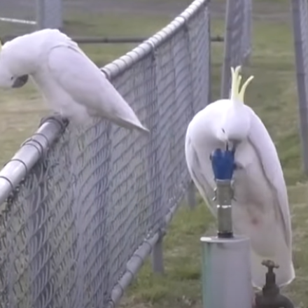 Διψασμένοι αλλά «πολυμήχανοι» οι παπαγάλοι στο Σίδνεϊ - Πώς έμαθαν να πίνουν νερό από δημόσιες βρύσες