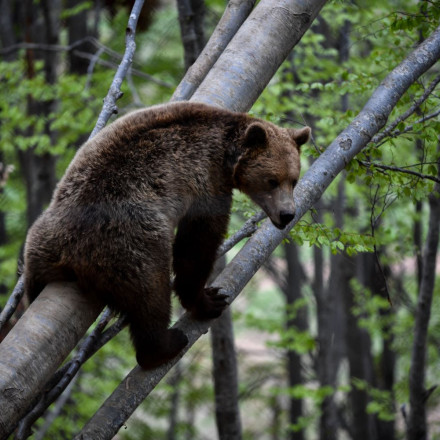 Αρκούδα «μπούκαρε» σε αυλή σπιτιού στην Καστοριά – Σκαρφάλωσε σε δέντρο και δεν κατέβαινε