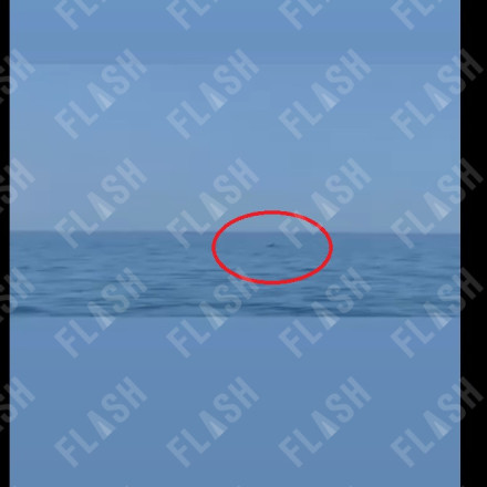 Απρόσμενοι επισκέπτες σε παραλία στους Αγίους Θεοδώρους – Δελφίνια ξεσήκωσαν τους λουόμενους