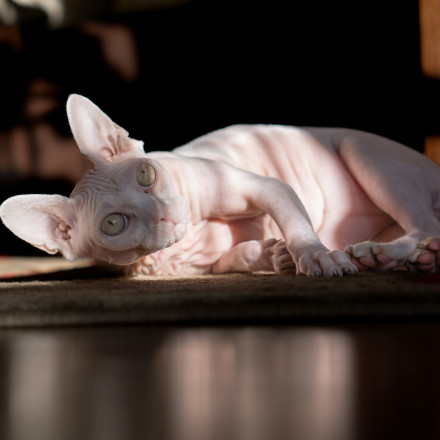 Γάτα Σφινξ: Το άτριχο αιλουροειδές που βρέθηκε στο στόχαστρο του κυκλώματος που εξάρθρωσε η ΕΛΑΣ