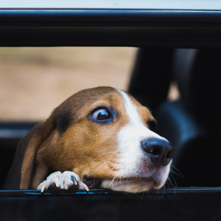 Η θερμοκρασία σκοτώνει: Μην εγκαταλείπετε τα ζώα στο αυτοκίνητο