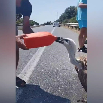 Ηράκλειο: Διψασμένος γυπαετός ημιλιπόθυμος από τον καύσωνα στη μέση του ΒΟΑΚ [vid+pics]