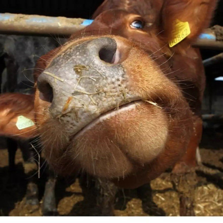 Βρετανία: Χάος σε αυτοκινητόδρομο με αγελάδα που έπεσε από φορτηγό - Δείτε το video