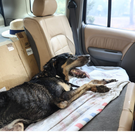 Φωτιά στον Κουβαρά: Εισαγγελική έρευνα για το καταφύγιο ζώων που κάηκε στο Λαγονήσι