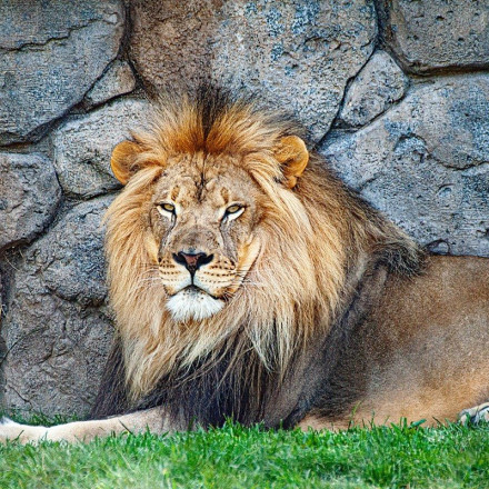 Βερολίνο: Θηλυκό λιοντάρι κυκλοφορεί ελεύθερο - Έκκληση στους πολίτες να μείνουν σπίτι [vid]