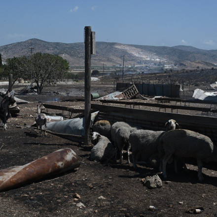 Φωτιά στη Μαγνησία: Από 31/7 οι αιτήσεις για τους πληγέντες – Έκτακτη χρηματοδότηση για τους αγρότες