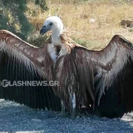 Κρήτη: Ταλαιπωρημένο όρνιο βρέθηκε στην παραλία του Φραγκοκάστελλου Σφακίων [vid]