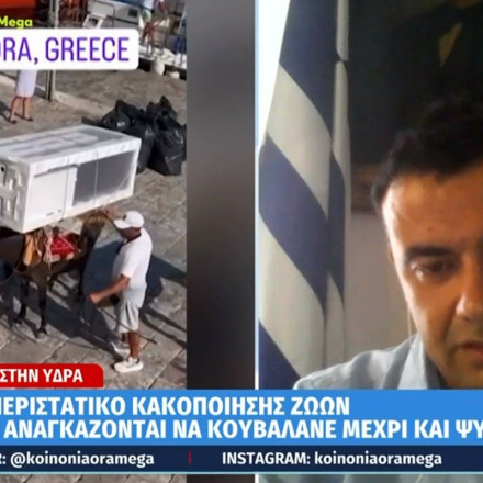 Ύδρα: «Δεν είναι κακοποίηση», λέει ο δήμαρχος για τις εικόνες με τα φορτωμένα γαϊδουράκια