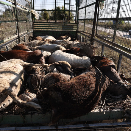 Ευλογιά αιγοπροβάτων: Σύσκεψη στο Μαξίμου – Πώς θα περιορίσουν τη νόσο, ερωτήσεις και απαντήσεις