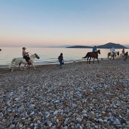 Άλογα στην Πλάκα Δρεπάνου: Ένα απρόσμενο στιγμιότυπο δίπλα στους λουόμενους
