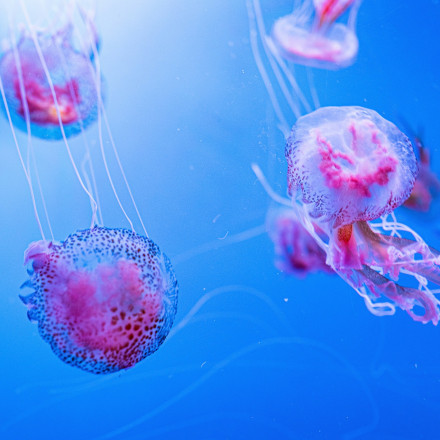 Επεκτείνονται οι μωβ μέδουσες στις ελληνικές θάλασσες - Αναφορές για εμφάνιση σε Τζια και Μύκονο