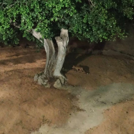 Κι όμως: Αλεπουδάκι έκανε βόλτες μέσα στον Εθνικό Κήπο στο κέντρο της Αθήνας - Δείτε φωτογραφίες