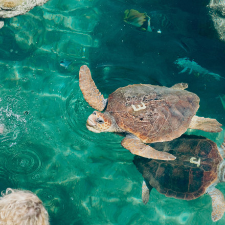 SOS για Caretta Caretta: Παρέμβαση του Συνηγόρου του Πολίτη για αυστηρότερους όρους στις παραλίες