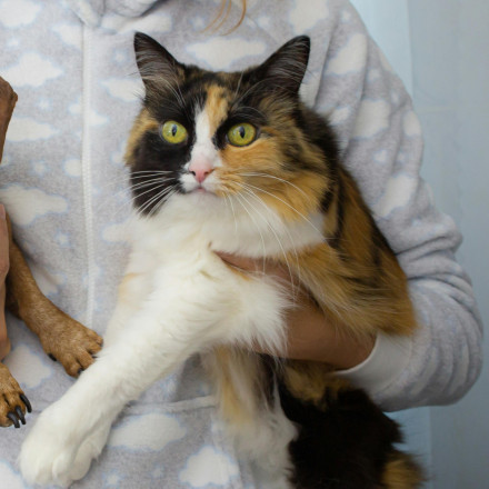 Παράταση μέχρι Νοέμβριο για DNA και στείρωση κατοικίδιων – Ποιοι γλιτώνουν πρόστιμα και παράβολα