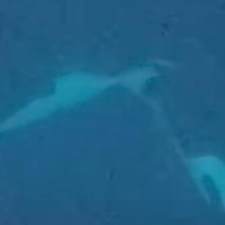 Για πρώτη φορά στα χρονικά: Η στιγμή που «ερωτευμένες» φάλαινες ανταλλάσσουν τρυφερό φιλί - Βίντεο