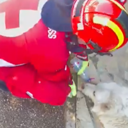 Πικέρμι: Ανθρωπιά στις φλόγες - Η στιγμή που εθελοντής προφέρει νερό σε τρομαγμένο σκυλάκι