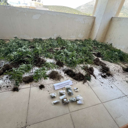 Κορωπί: 67χρονη είχε χασισοφυτεία στο... μπαλκόνι της - Κατασχέθηκαν 55 δενδρύλλια έως και 1,9 μέτρα