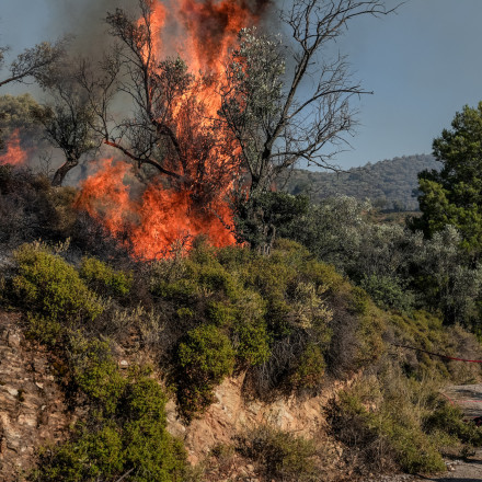 Υπό έλεγχο η φωτιά στη Λέσβο: Απειλήθηκαν σπίτια - Σηκώθηκαν και εναέρια μέσα της Πυροσβεστικής Υπό έλεγχο η φωτιά στη Λέσβο: Απειλήθηκαν σπίτια - Σηκώθηκαν και εναέρια μέσα της Πυροσβεστικής