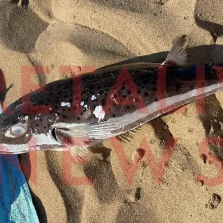 Τρόμος για λουόμενους στο Ηράκλειο: Ξεβράστηκε λαγόψαρο σε παραλία στον Καρτερό