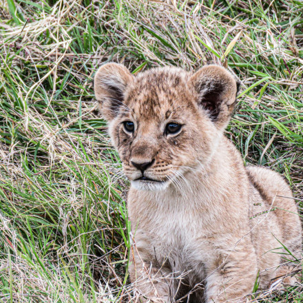 Κίνα: Δείπνο σε εστιατόριο με θέα... λιονταράκια - Επικρίσεις για «παιχνιδάκι των πλουσίων»