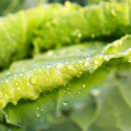 Ποιος είναι ο σωστός τρόπος για να πλένετε το μαρούλι και να απομακρύνετε βακτήρια και φυτοφάρμακα