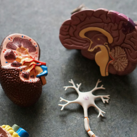 Τι ανακάλυψαν επιστήμονες για το προσδόκιμο ζωής με μόλις μια εξέταση αίματος