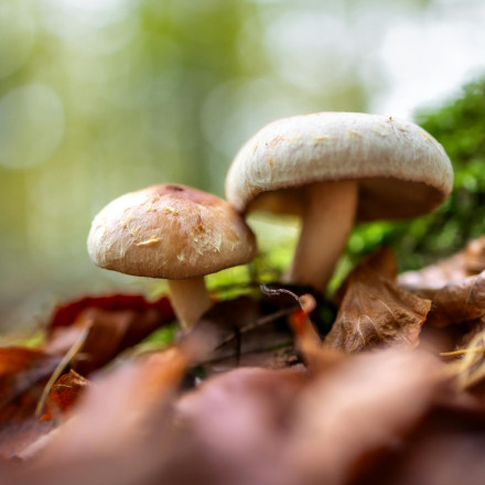 Τα παραισθησιογόνα μανιτάρια χαρίζουν χρόνια ζωής - Τι αποκαλύπτει νέα μελέτη