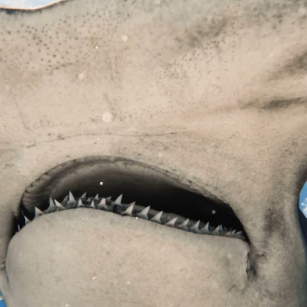 Εντυπωσιακό βίντεο: Η στιγμή που δύτης έρχεται «αντιμέτωπος» με τον μεγαλύτερο σφυροκέφαλο καρχαρία