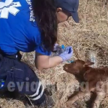 Συγκίνηση στην Εύβοια: Εθελοντές φροντίζουν νεογέννητο μοσχαράκι που δεν αναπνέει από τη φωτιά