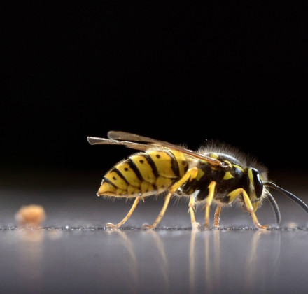 Σοκ στον Πύργο: 45χρονος υπέστη έμφραγμα μετά από τσίμπημα σφήκας - Νοσηλεύεται σε σταθερή κατάσταση Σοκ στον Πύργο: 45χρονος υπέστη έμφραγμα μετά από τσίμπημα σφήκας - Νοσηλεύεται σε σταθερή κατάσταση