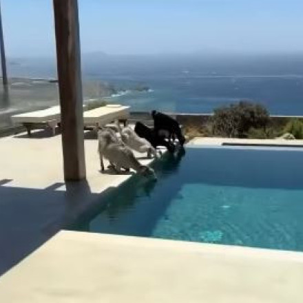 Απίστευτο βίντεο στη Μύκονο: Κατσικάκια πίνουν νερό από πολυτελή πισίνα - «Η φύση όλα τα ξεπερνά»