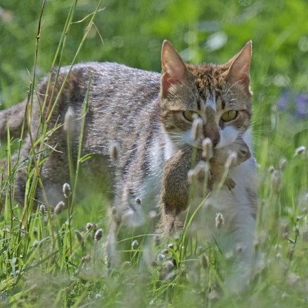 Αδέσποτη γάτα στο ΑΠΘ «εξολόθρευσε» ολόκληρη αποικία απειλούμενου σκίουρου - SOS από τους ειδικούς