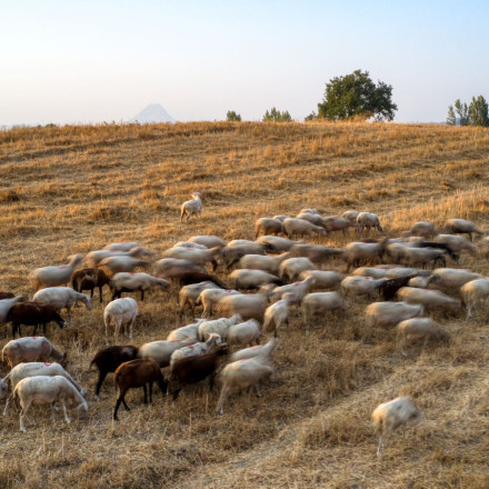 Πάνω από 470.000 αιγοπρόβατα έχουν θανατωθεί λόγω της ευλογιάς