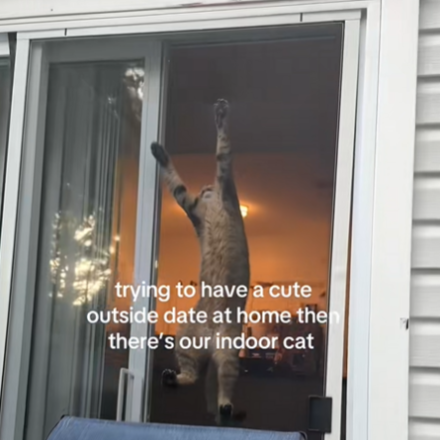 Ζηλιαρόγατος «σαμποτάρει» ρομαντικό δείπνο και «κλέβει» την καρδιά του Tik Tok - Δείτε το βίντεο