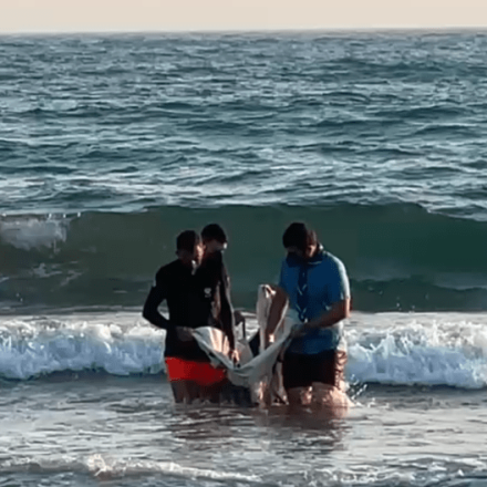 Μυτιλήνη: Ο «Ορφέας» το δελφινάκι που ξεβράστηκε σε ακτή δεν τα κατάφερε – Άφησε όμως πίσω του μήνυμα ζωής