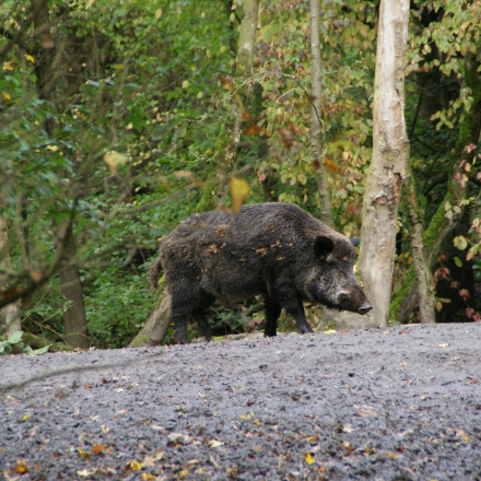 «Είναι τρελό»: Αγριογούρουνα με μπλε κρέας βρήκαν κυνηγοί στην Καλιφόρνια - Πού οφείλεται