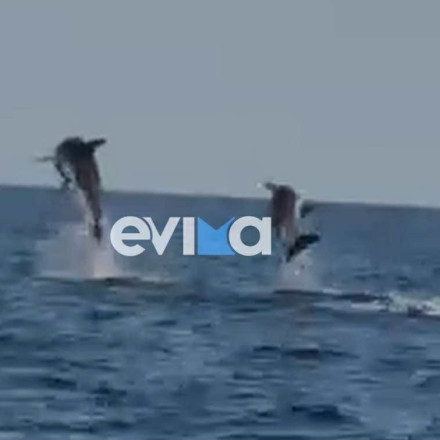 Βίντεο με τον μαγικό «χορό» ενός ζευγαριού δελφινιών στη Βόρεια Εύβοια