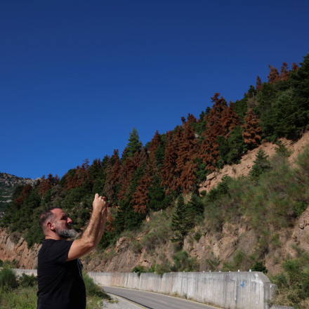 Ζέστη και ξηρασία σκοτώνουν τα έλατα στα Καλάβρυτα: SOS για τα δάση της Ελλάδας